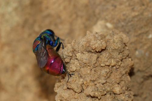 Spinolia sp.